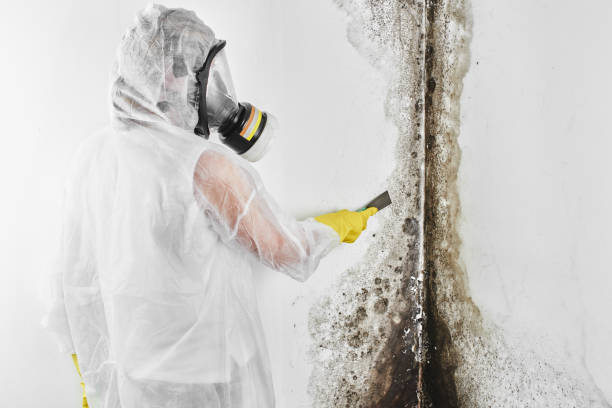 Best Mold Damage Repair  in Yonkers, NY