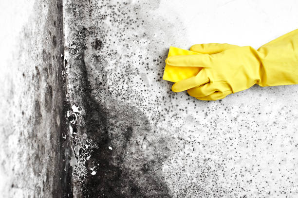 Best Black Mold Removal  in Yonkers, NY