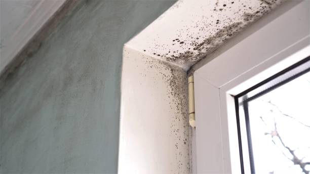 Best Crawl Space Mold Removal  in Yonkers, NY