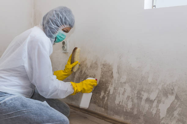 Mold Removal and Inspection in Yonkers, NY