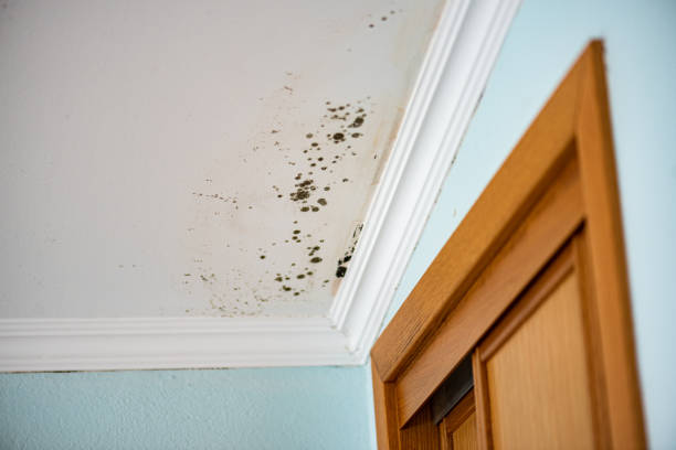 Best Attic Mold Removal  in Yonkers, NY