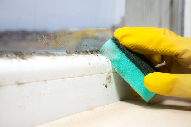 Mold Removal Process in Yonkers, NY