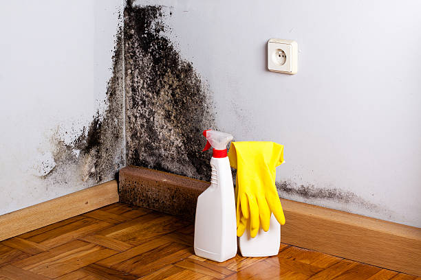 Best Mold Damage Repair  in Yonkers, NY