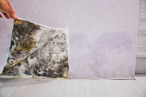 Best Toxic Mold Removal  in Yonkers, NY